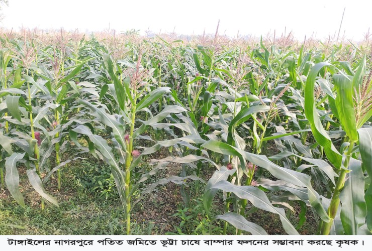 নাগরপুরে পতিত জমিতে ভুট্টা চাষ লক্ষ্যমাত্রা ছড়িয়ে