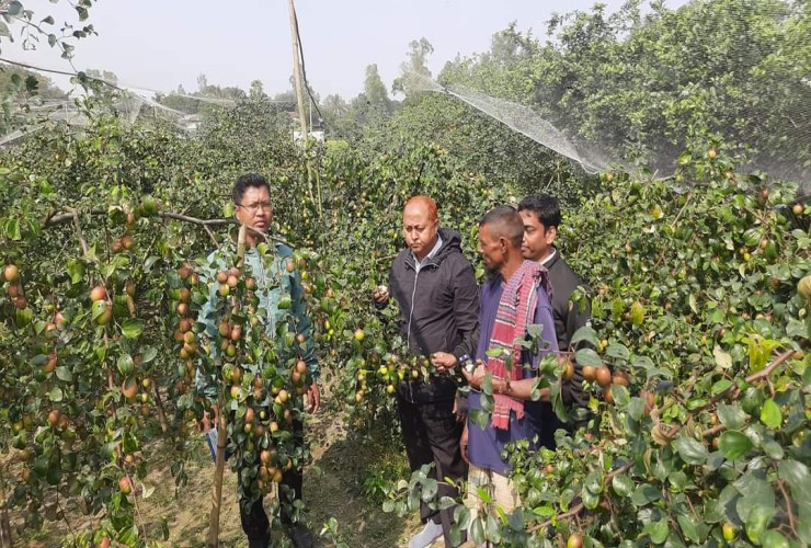 ধামরাইয়ে কুল চাষ করে লাভবান অনেকে