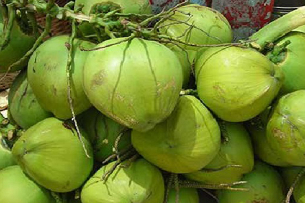 রোগ প্রতিরোধে কচি ডাব এর পানির উপকারিতা