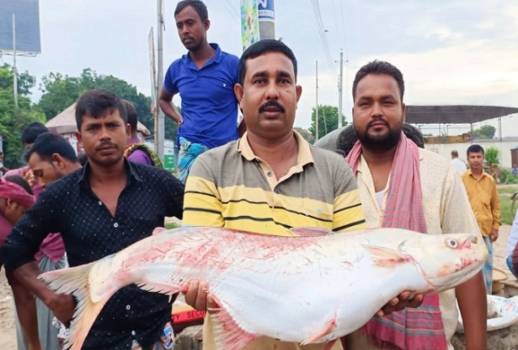 পদ্মায় জেলের জালে বিলুপ্তপ্রায় ঢাঁই মাছ