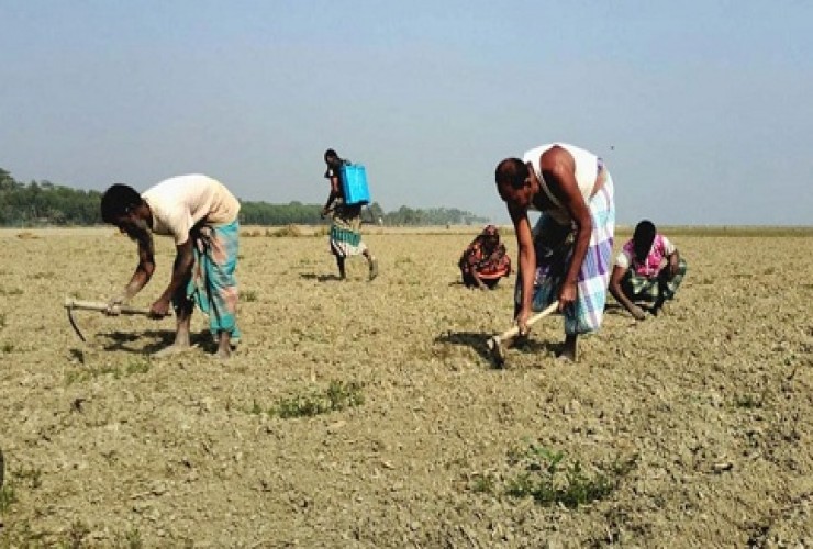 বাউফলে আগাম তরমুজ চাষে ব্যস্ত কৃষক