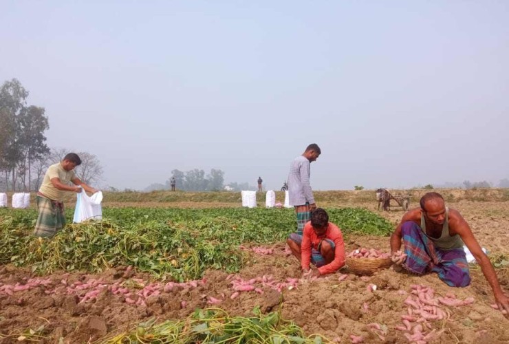 সরিষাবাড়ীতে মিষ্টি আলুর বাম্পার ফলনে কৃষকের মুখে হাসি