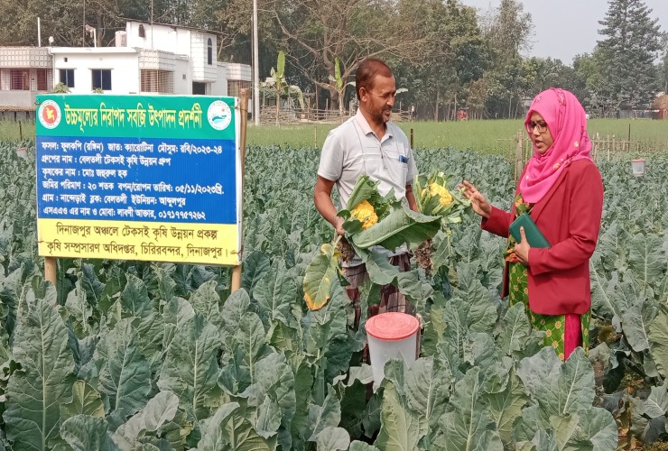 সবুজ পাতার আড়ালে উকি দিচ্ছে হলুদ ফুলকপি