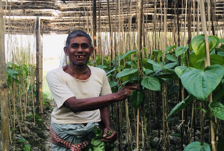 পান চাষে বাম্পার ফলন, কৃষকের মুখে হাসি