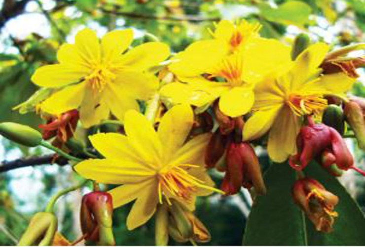 বসন্তবরণে শিল্পকলার বর্ণাঢ্য আয়োজন