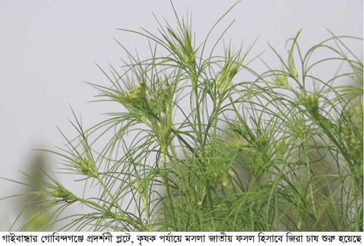 গোবিন্দগঞ্জে প্রথম বারের মতো জিরা চাষ