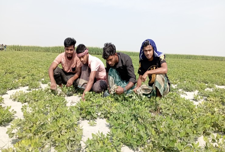 যমুনা চরে ফলছে বাসন্তী বাদাম