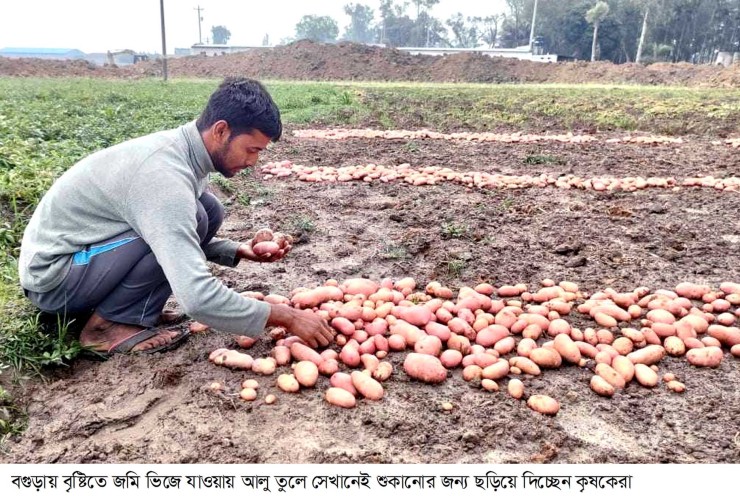 শীতের শেষে বৃষ্টি, বগুড়ায় শঙ্কায় আলু ও সরিষা চাষিরা