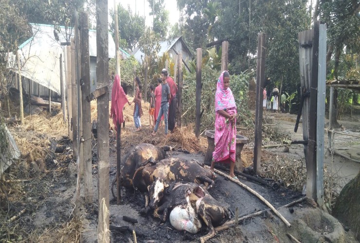 বারহাট্টায় আগুনে পুড়ে ৮টি গরুসহ গোয়াল ঘর পুড়ে ছাই
