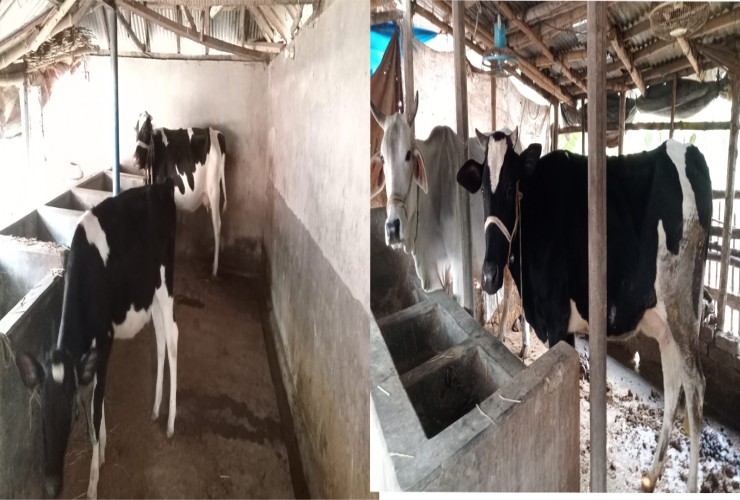 জাতীয় অর্থনীতিতে সহায়ক ভূমিকা রাখছে রাজশাহীতে গবাদিপশু পালন