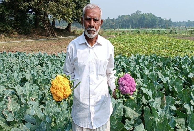 রঙ্গীন ফুলকপিতে প্রথমবারেই কৃষক আলী হোসেনের বাজিমাত!