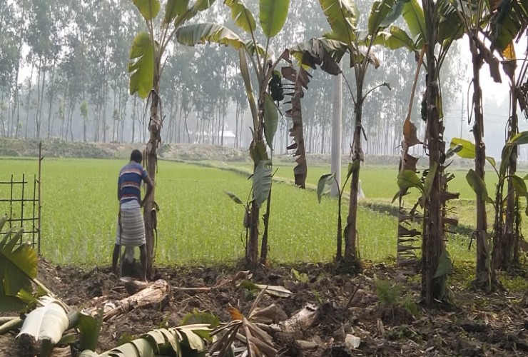 সৈয়দপুরে ফলন্ত কলাগাছ কেটে নষ্ট করেছে প্রতিপক্ষ, লাখ টাকার ক্ষতি