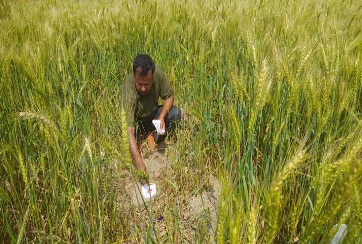 গম ক্ষেতে ইঁদুরের আক্রমণ, দিশেহারা চাষি